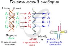 Photo of Правила игры с триплетами