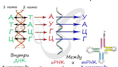 Photo of Правила игры с триплетами